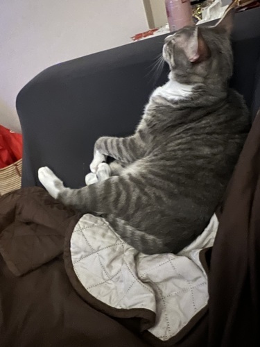 My cats Boomer and Snowball. 